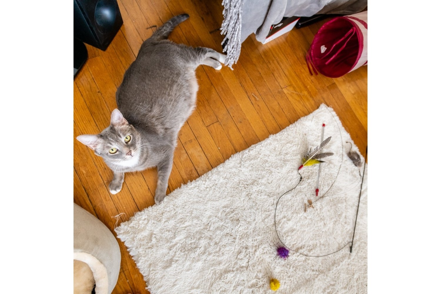 Cat with toys